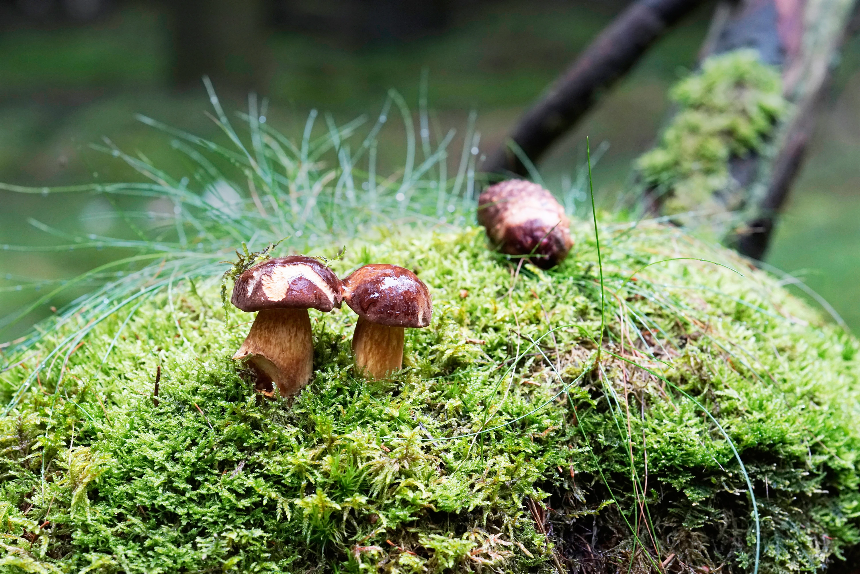 Todo