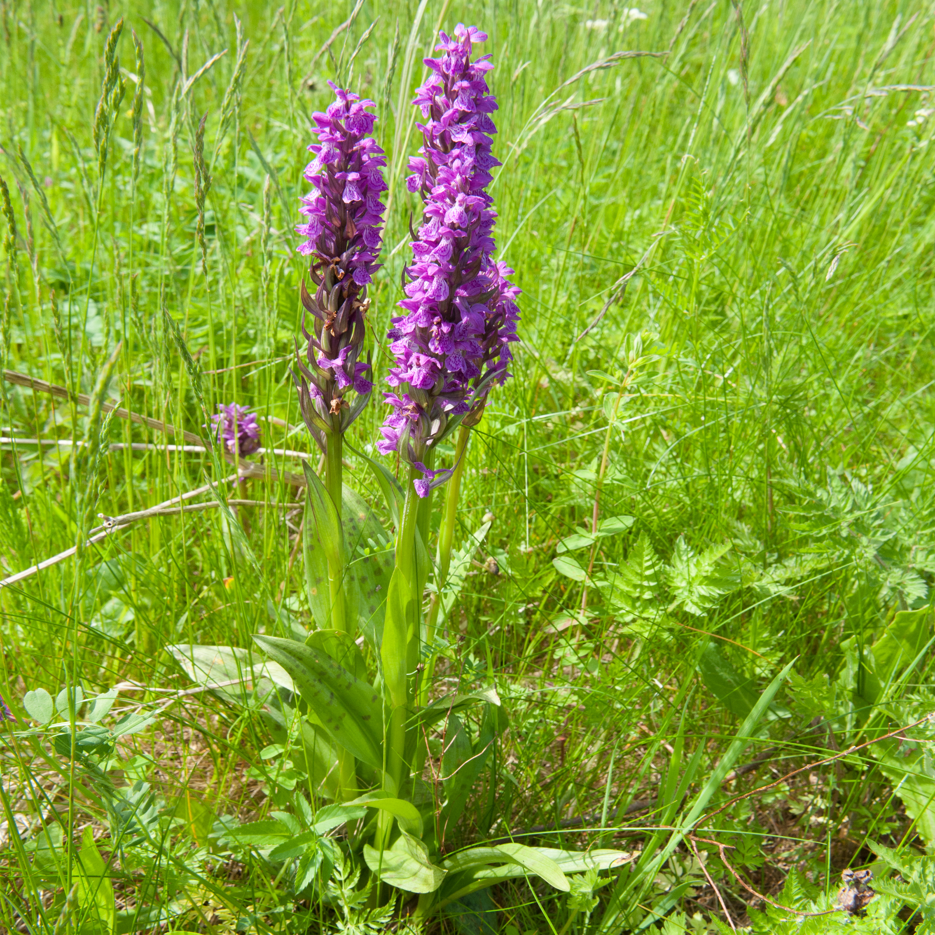 De vilde blomsters Dag på Lovns Halvø