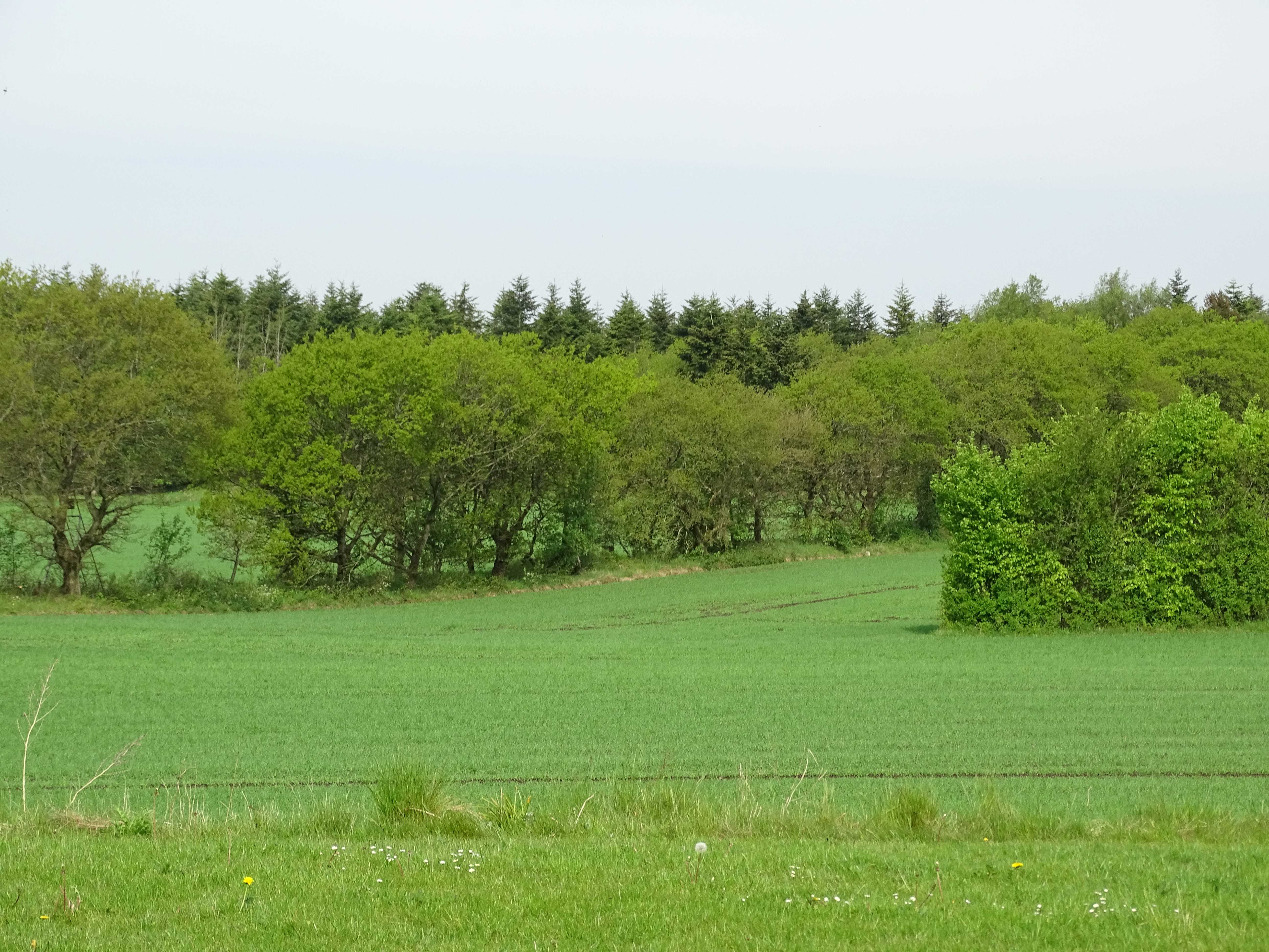Læserbrev maj 2026