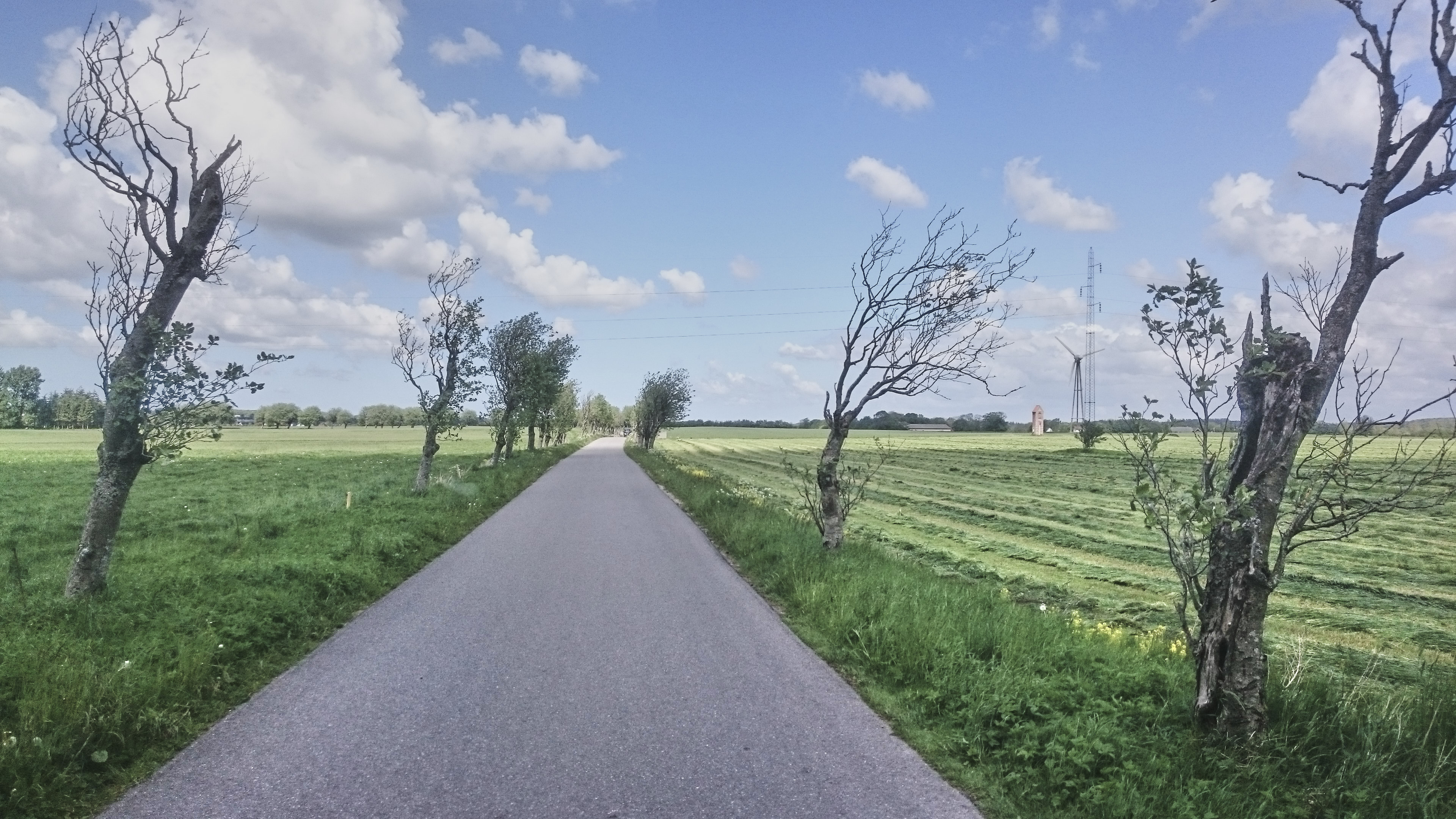 DN anbefaler at genplante allé med siljerøn